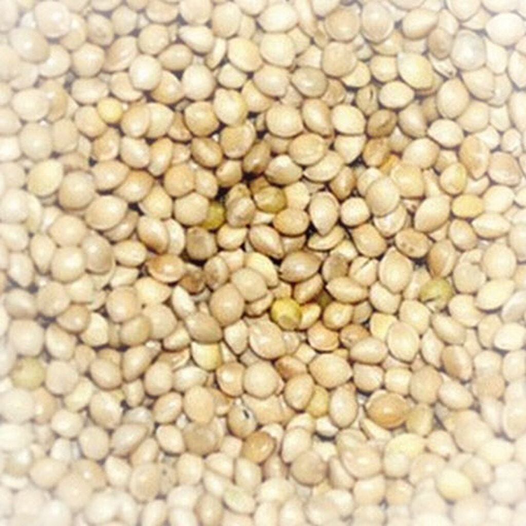 Graines de millet décortiquées
