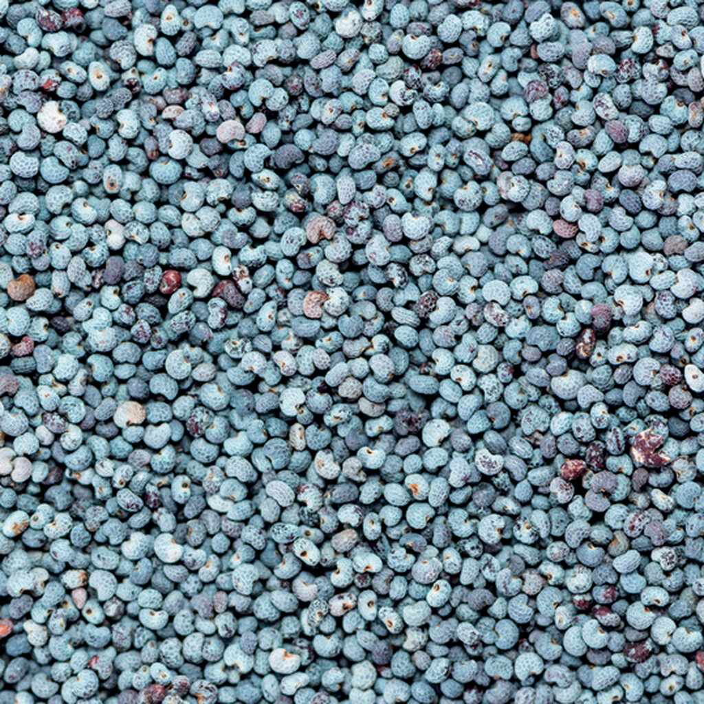 Graines de pavot bleu entier