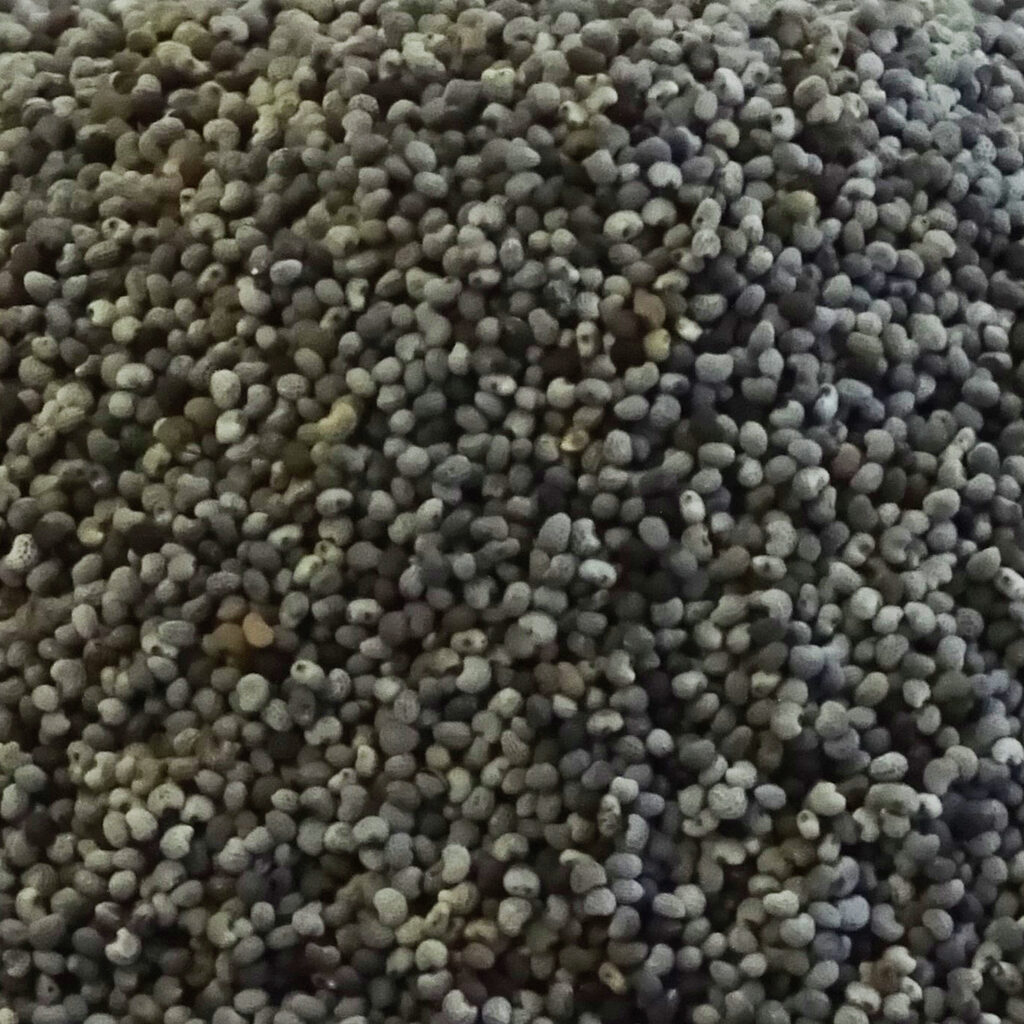 Graines de pavot bleu Bio