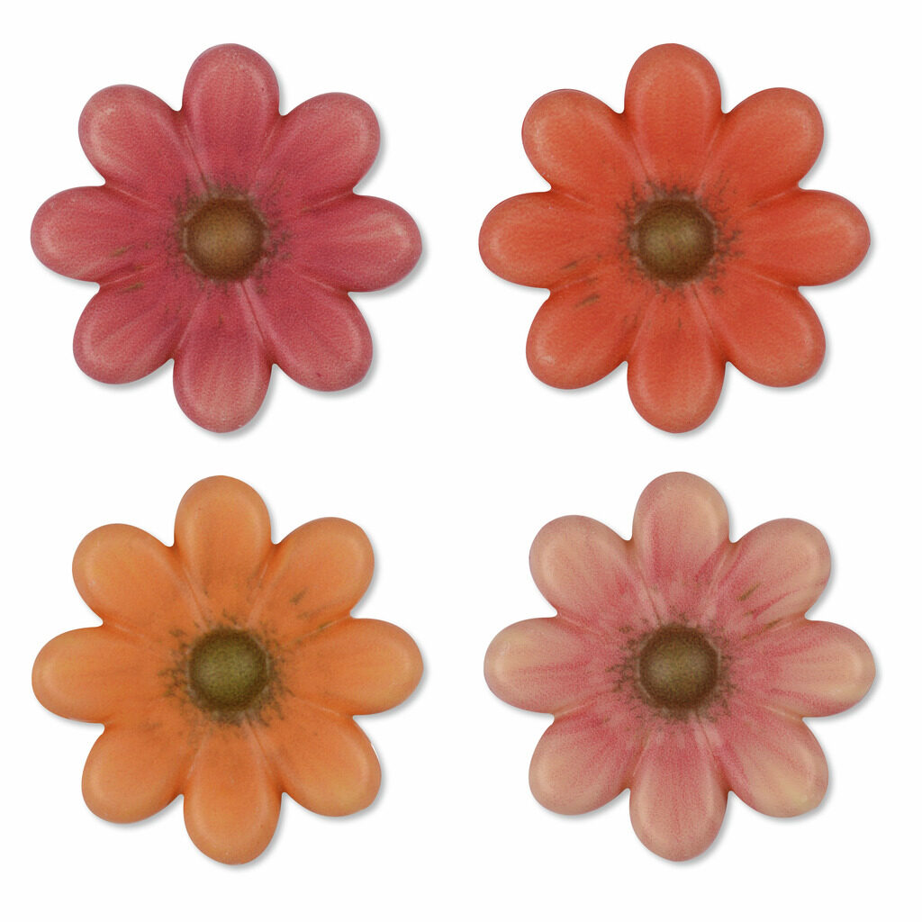 Gerberas chocolat